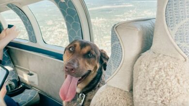 Photo of 5 Tips for Avoiding Misadventures while Traveling with Pets