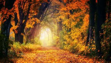 Photo of Will the Autumn Equinox affect Your Astrology Forecast?