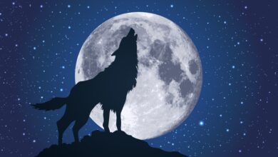 Photo of Wolf Moon In Leo: Time to Howl!