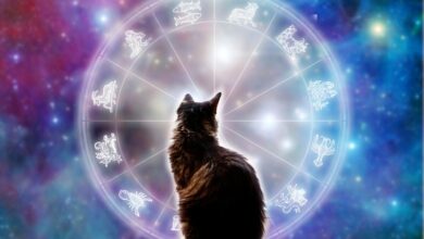 Photo of Exploring Feline Astrology