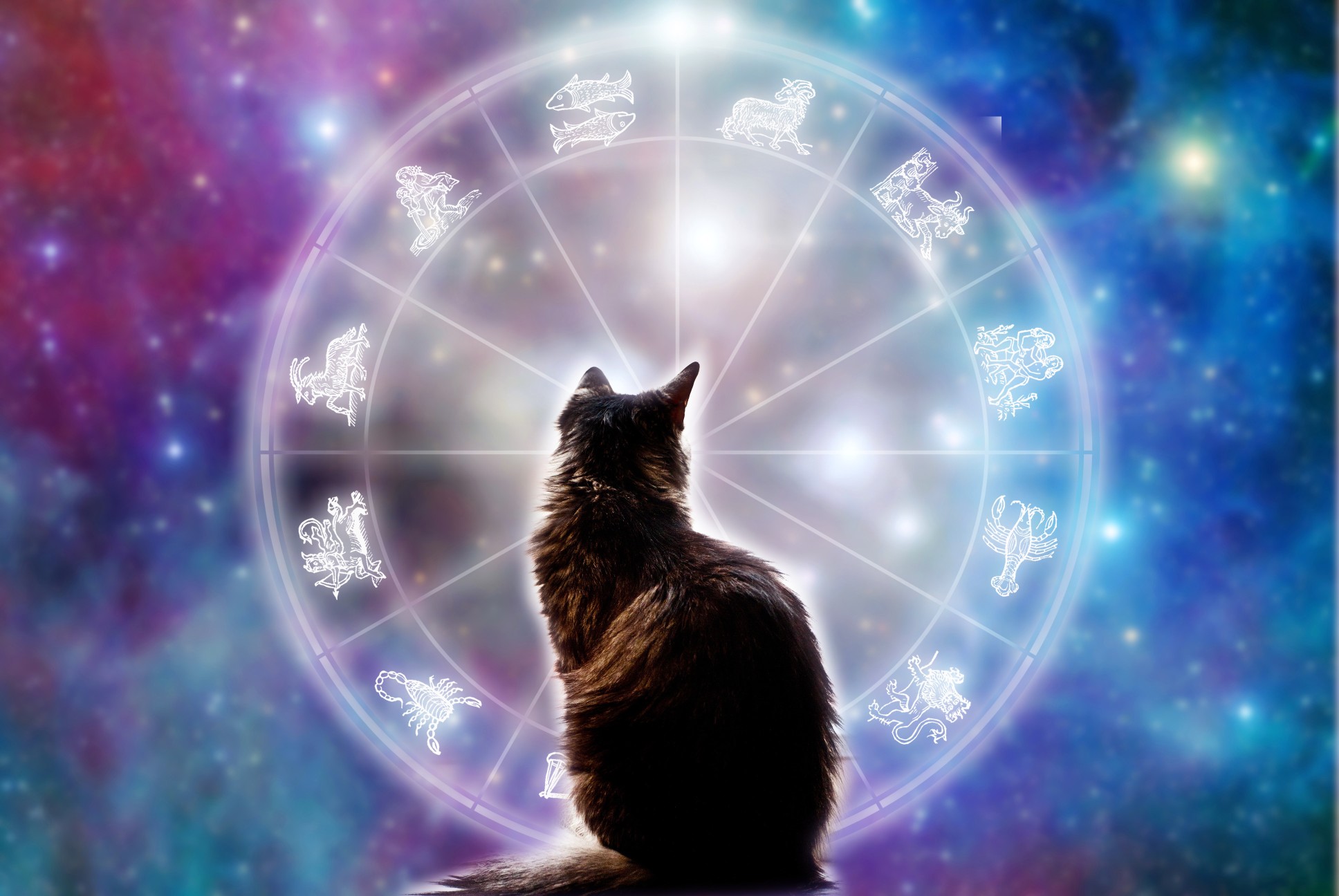 Exploring Feline Astrology – Daily Access News