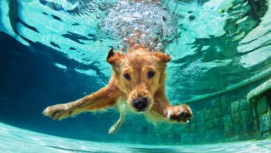 Photo of Help Fido Beat the Heat With These Summer Essentials