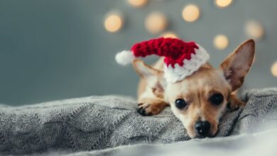 Photo of Take these Steps to include Pets in your Holiday Celebrations