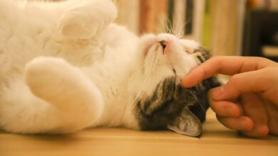Photo of Research Shows that Owning Cats Can Heal Pet Parents