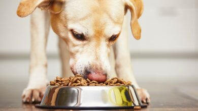 Photo of Gluten-free pet food predicted soon to outsell regular pet food