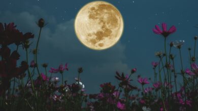 Photo of Finding Balance with the Full Moon in Libra