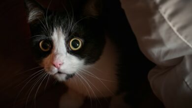 Photo of New supplement can help your cat cope with anxiety