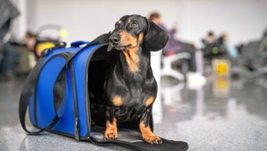 Photo of Many see ground travel for their pets as a better alternative to air