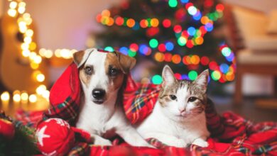 Photo of Here’s what to give the pet who has everything this holiday season